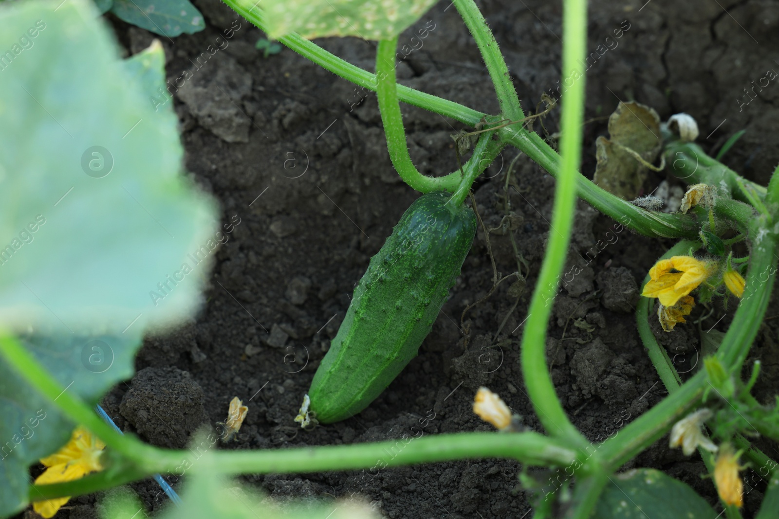 Photo of Young cucumber with leaves growing outdoors, closeup