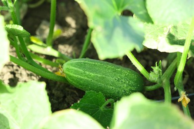 Young cucumber with leaves growing outdoors, closeup