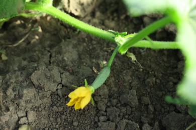 Photo of Yellow flower growing on cucumber stem outdoors, closeup