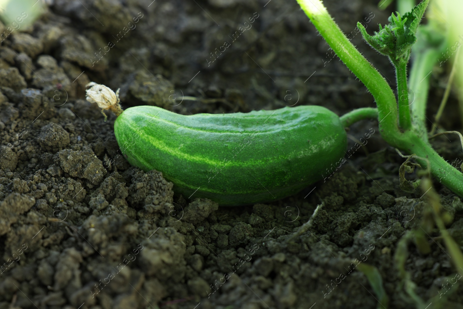 Photo of Young cucumber growing on stem outdoors, closeup