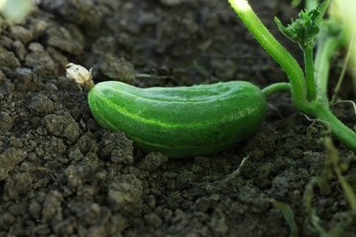 Photo of Young cucumber growing on stem outdoors, closeup