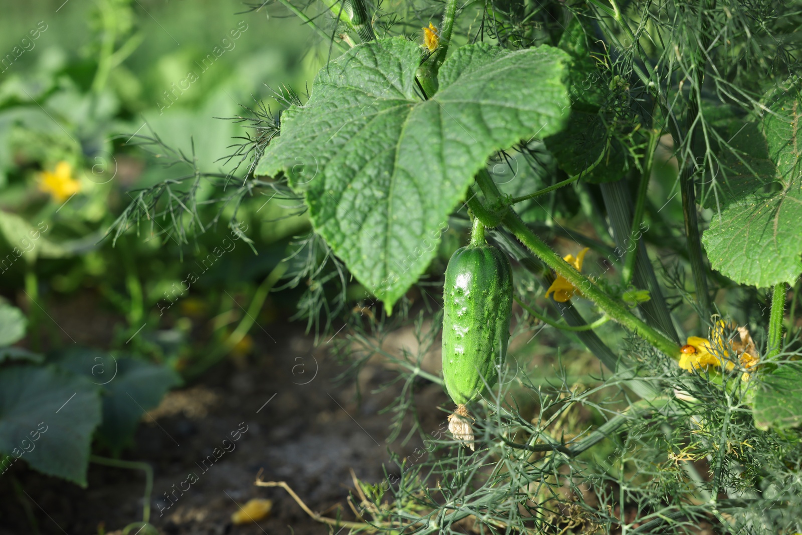 Photo of Young cucumber with leaves growing in garden