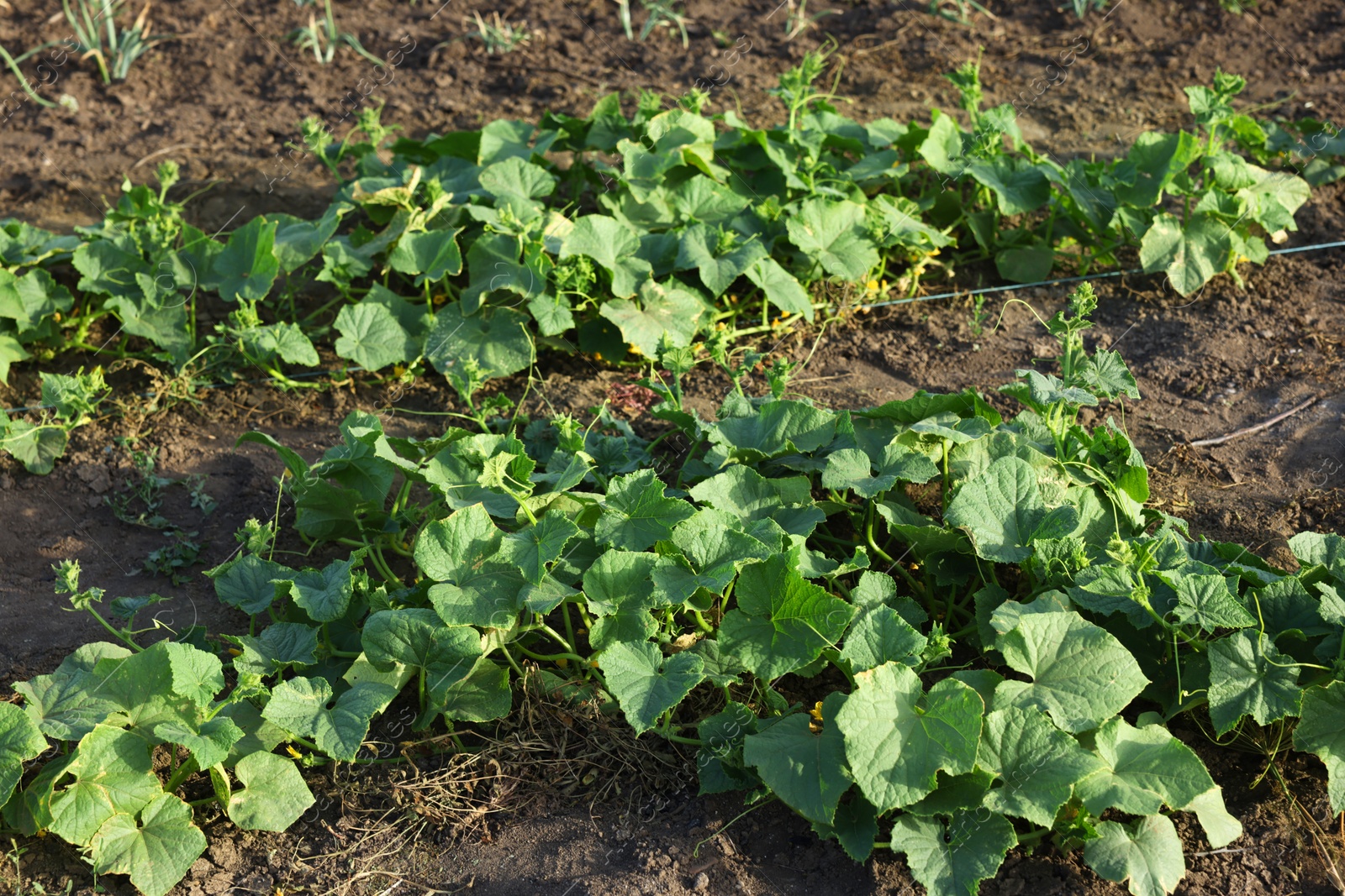 Photo of Young cucumber bushes growing in soil on sunny day