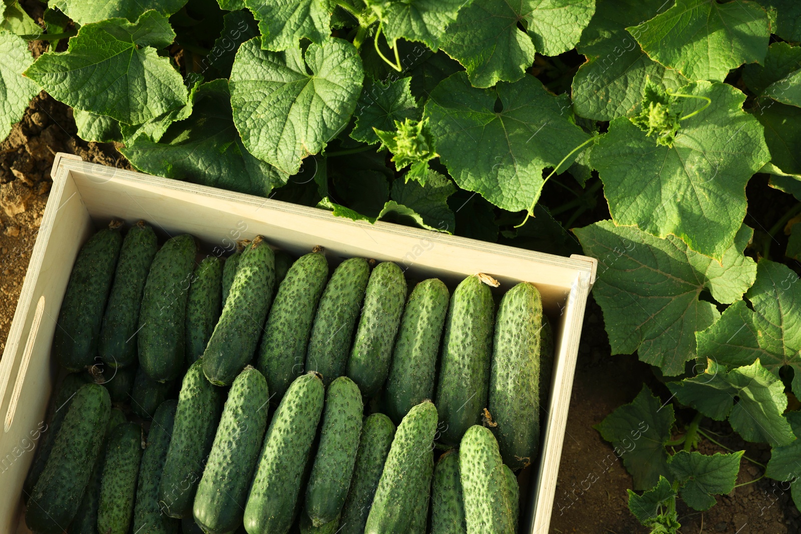 Photo of Wooden crate with vegetables and cucumber bushes outdoors, top view