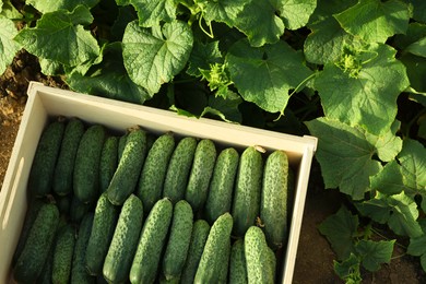 Wooden crate with vegetables and cucumber bushes outdoors, top view