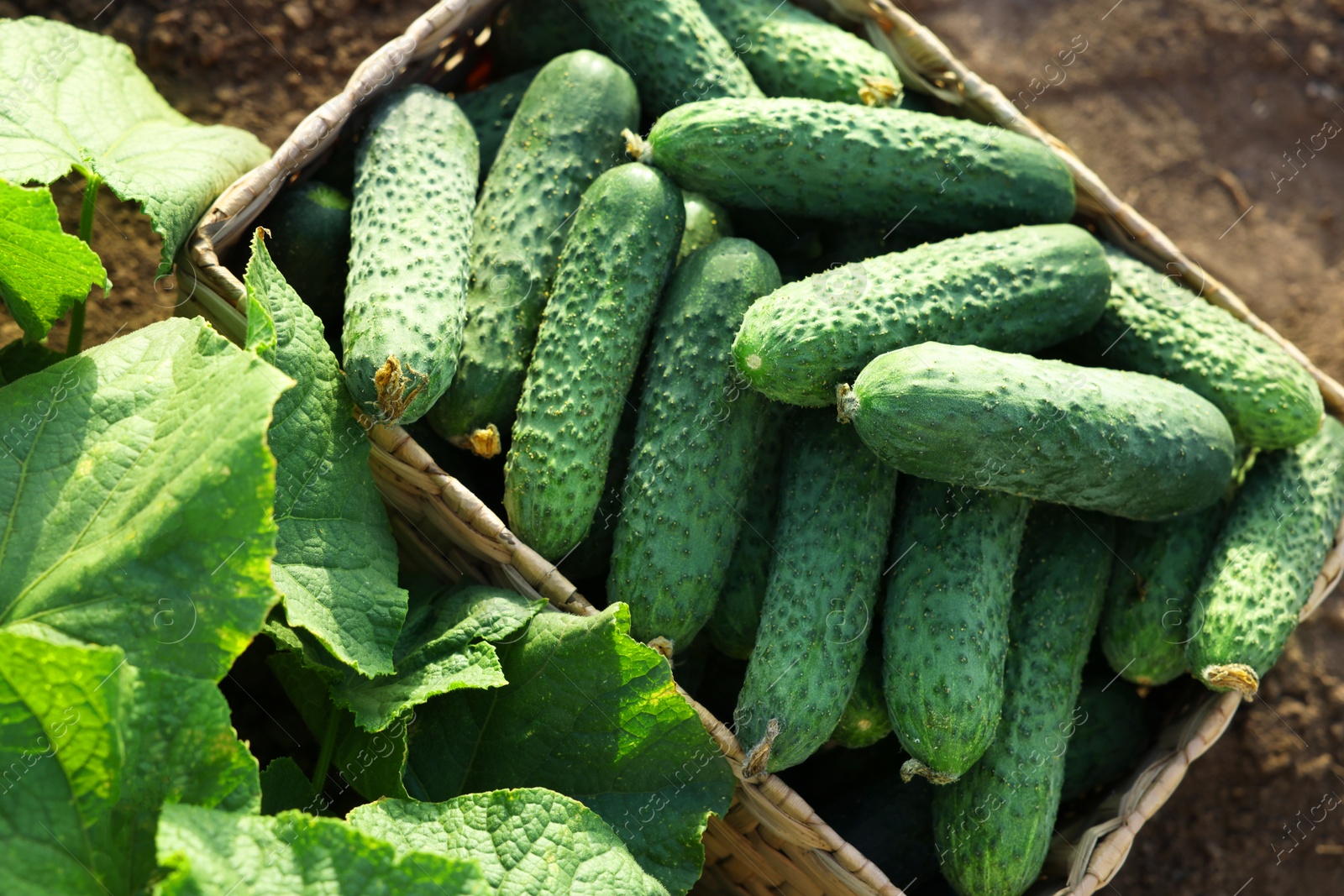 Photo of Wicker basket with vegetables and cucumber bushes outdoors, above view