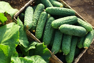 Photo of Wicker basket with vegetables and cucumber bushes outdoors, above view