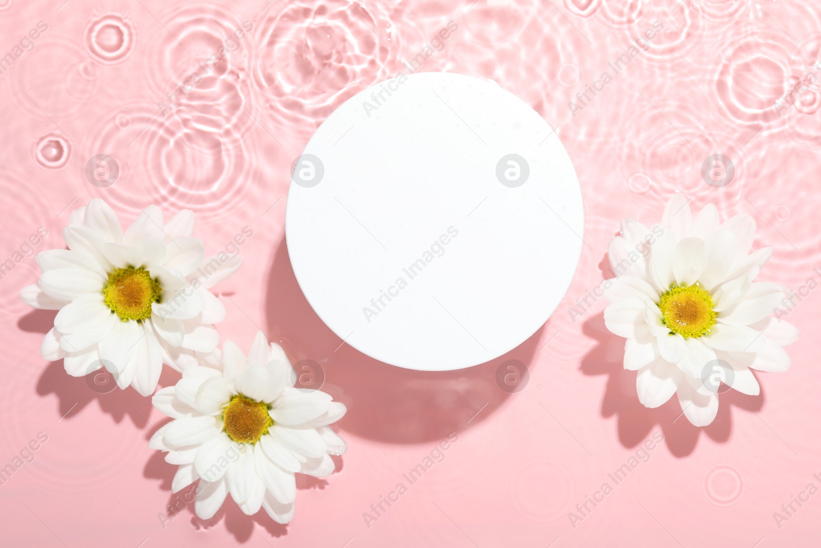 Photo of Beautiful daisy flowers and round shaped podium in water on pink background, flat lay