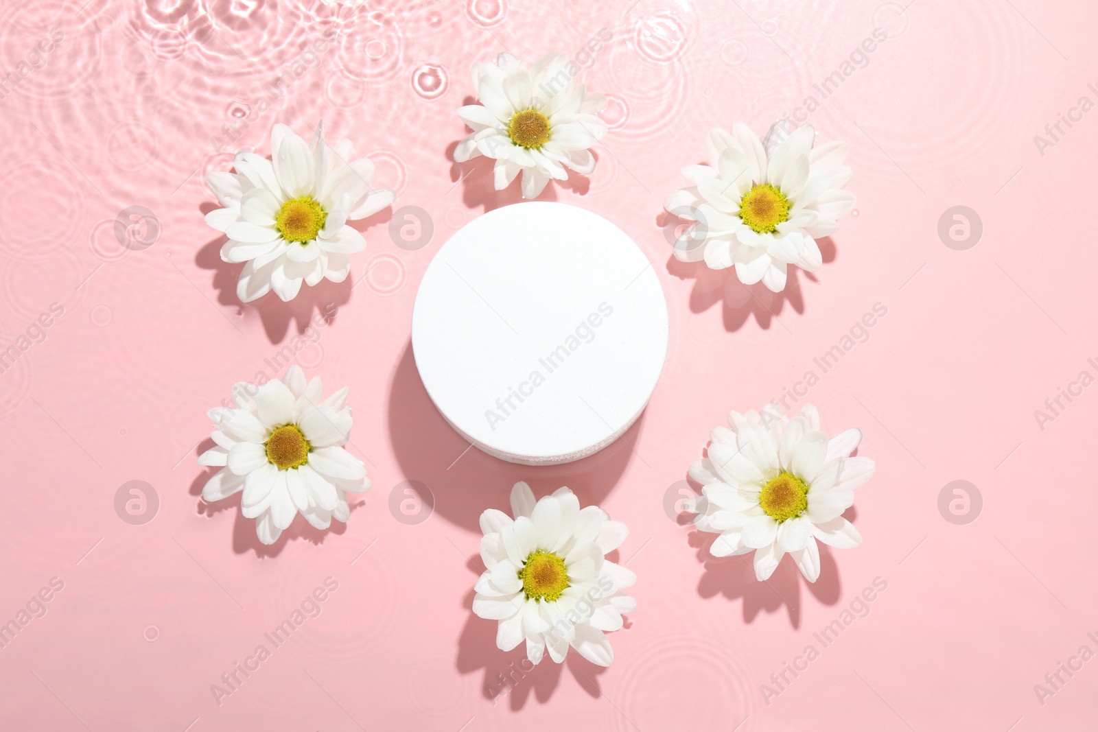 Photo of Beautiful daisy flowers and round shaped podium in water on pink background, flat lay