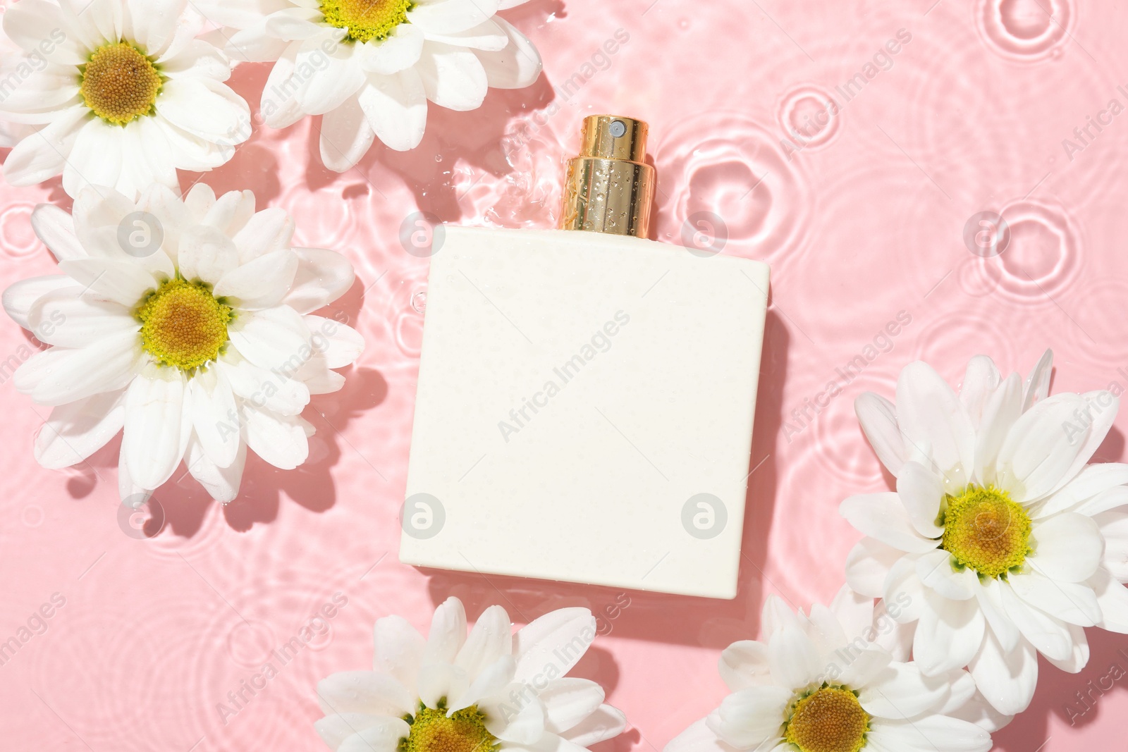 Photo of Beautiful daisy flowers and perfume bottle in water on pink background, flat lay