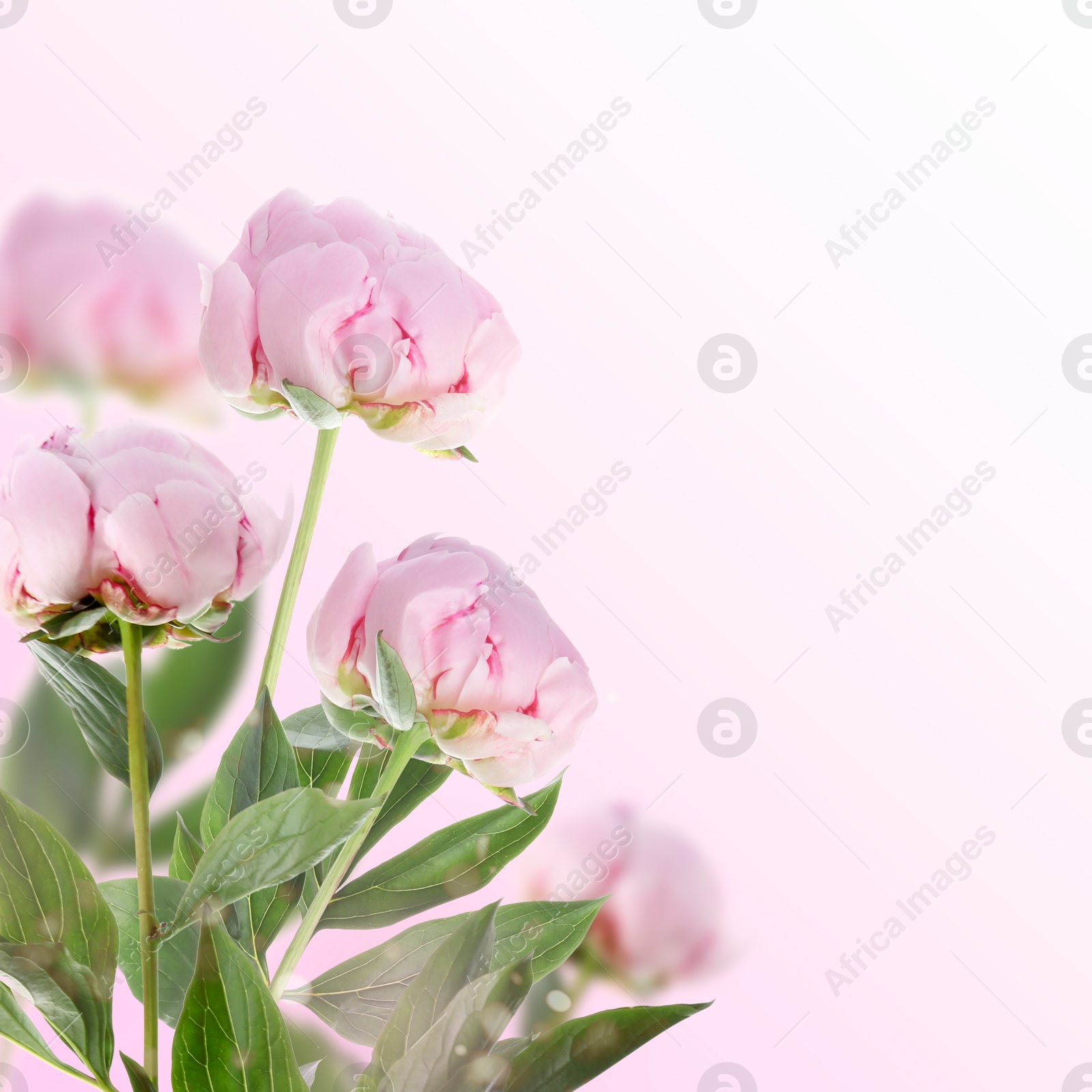 Image of Beautiful pink peonies on color gradient background, space for text