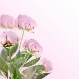 Image of Beautiful pink peonies on color gradient background, space for text