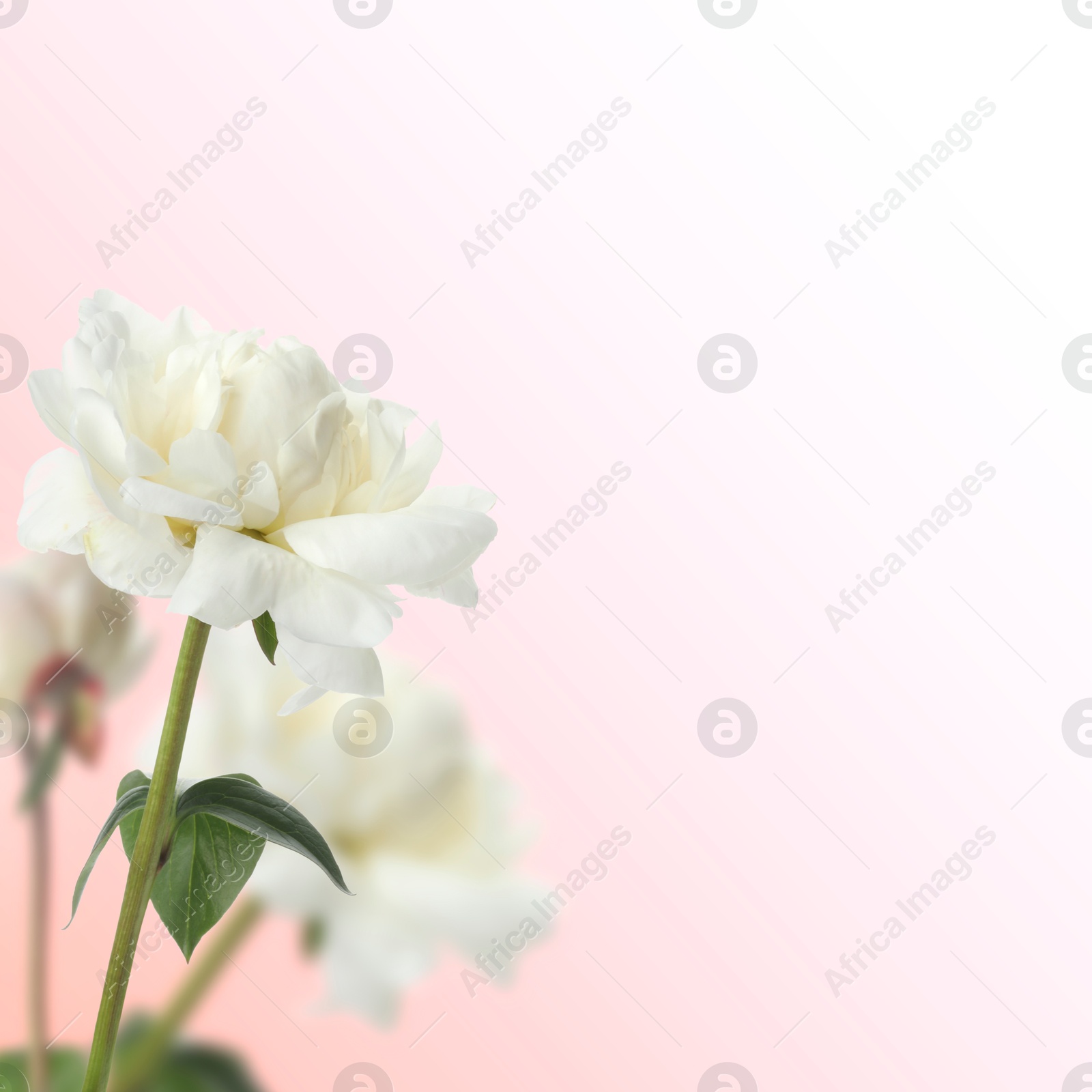 Image of Beautiful white peonies on pink gradient background, space for text