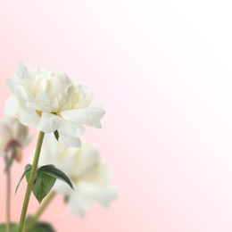 Image of Beautiful white peonies on pink gradient background, space for text