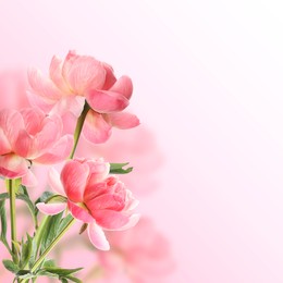 Image of Beautiful coral peonies on pink gradient background, space for text