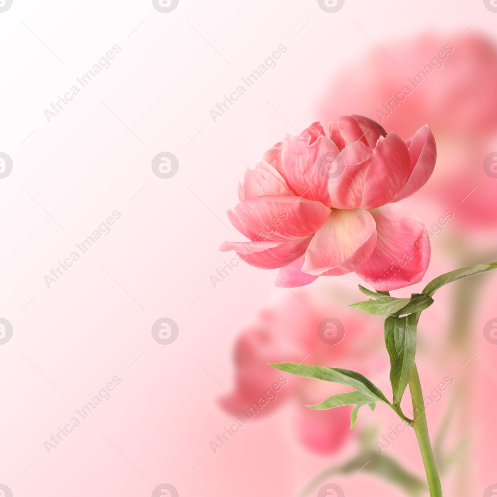 Image of Beautiful coral peonies on pink gradient background, space for text