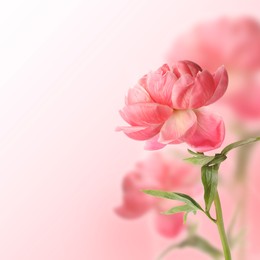 Image of Beautiful coral peonies on pink gradient background, space for text