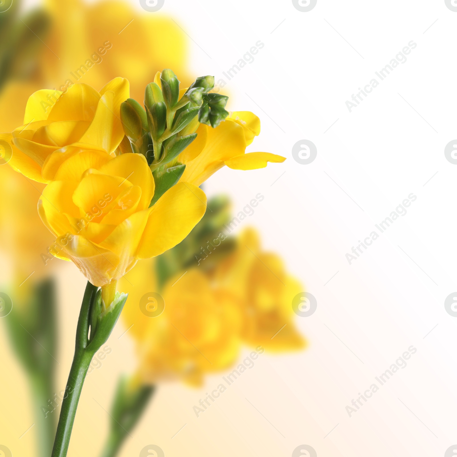 Image of Beautiful yellow freesia flowers on color gradient background, space for text