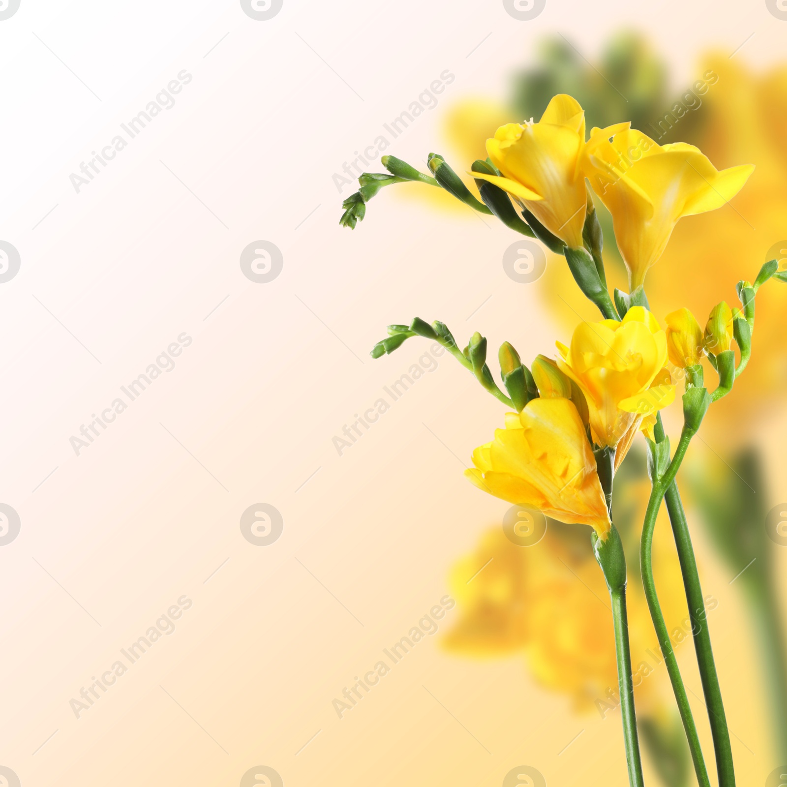 Image of Beautiful yellow freesia flowers on color gradient background, space for text