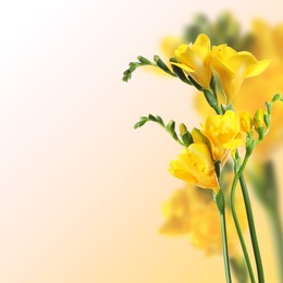 Image of Beautiful yellow freesia flowers on color gradient background, space for text