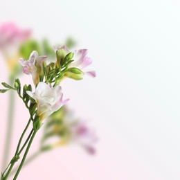 Image of Beautiful freesia flowers on color gradient background, space for text