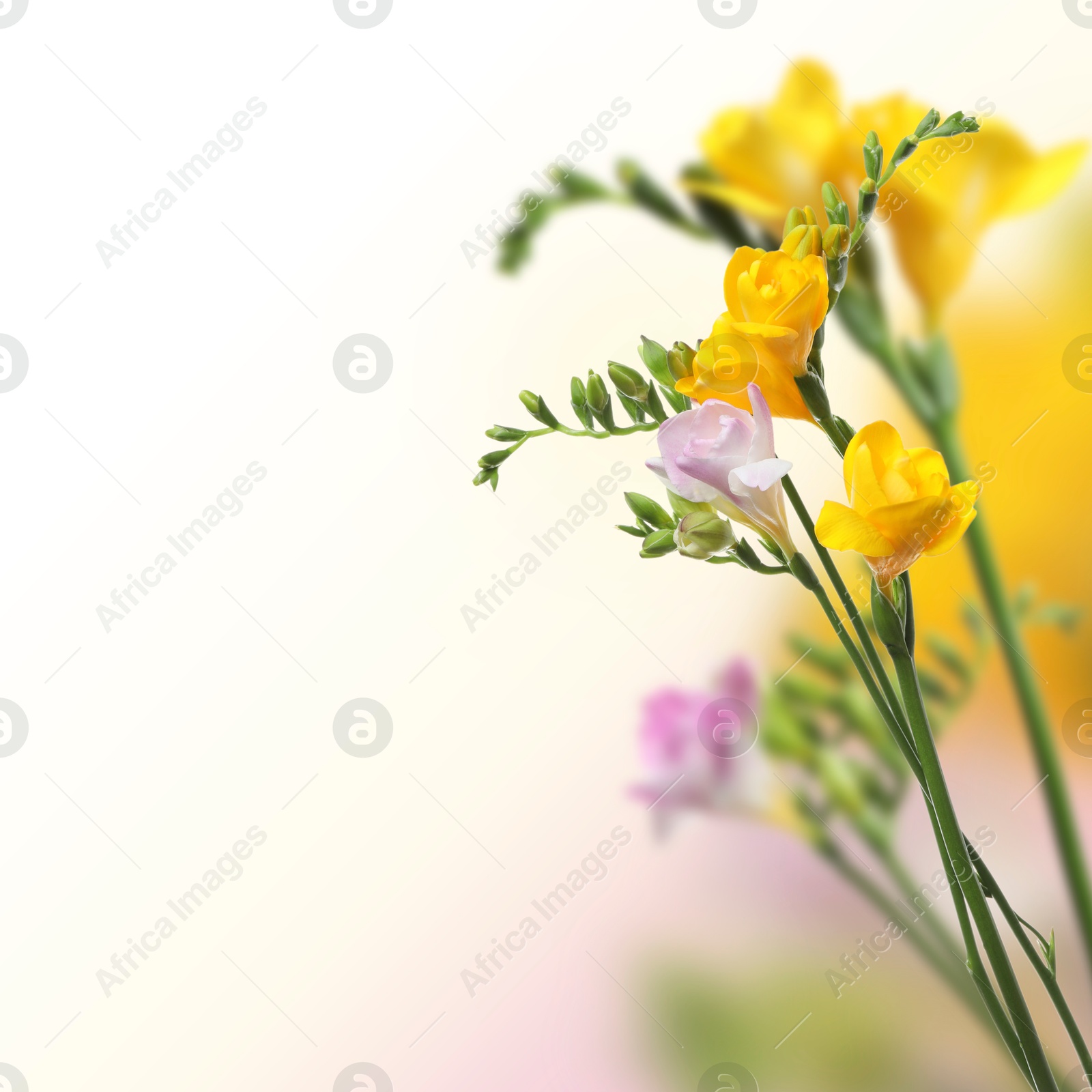 Image of Beautiful freesia flowers on color gradient background, space for text