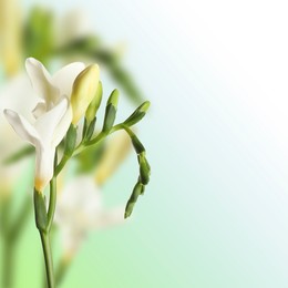 Image of Beautiful white freesia flowers on color gradient background, space for text