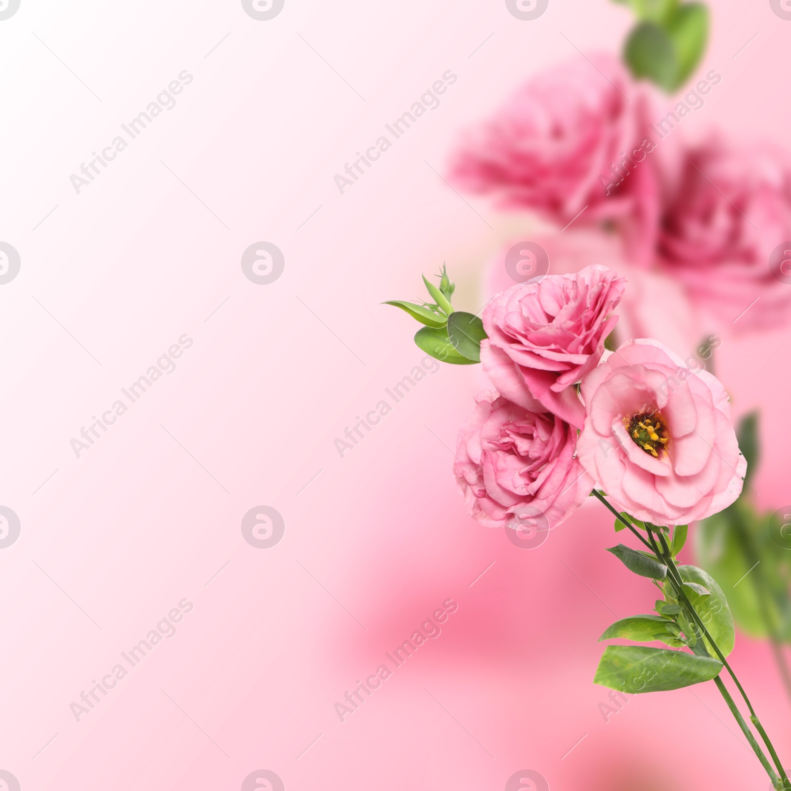 Image of Beautiful pink Eustoma flowers on color gradient background, space for text