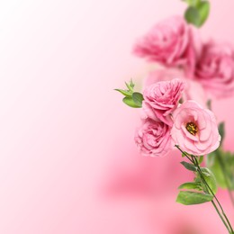 Image of Beautiful pink Eustoma flowers on color gradient background, space for text