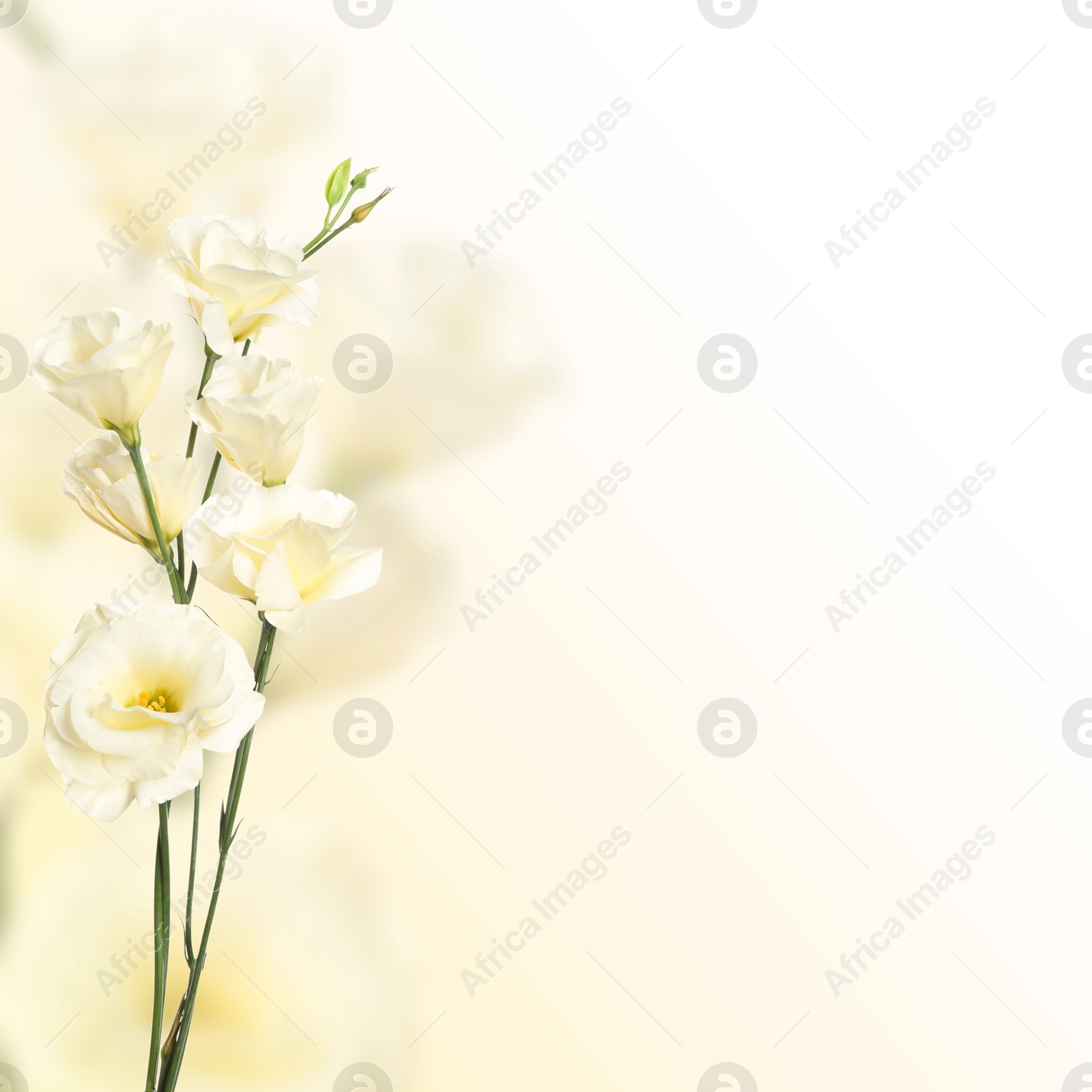 Image of Beautiful white Eustoma flowers on color gradient background, space for text