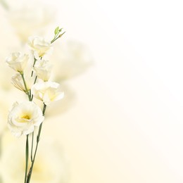 Image of Beautiful white Eustoma flowers on color gradient background, space for text