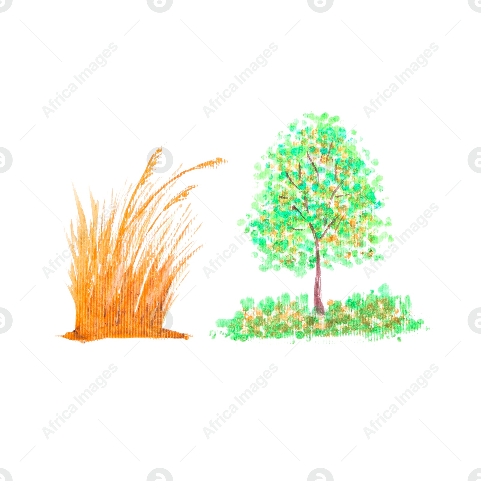 Photo of Watercolor painting of green tree, grass and orange plants isolated on white