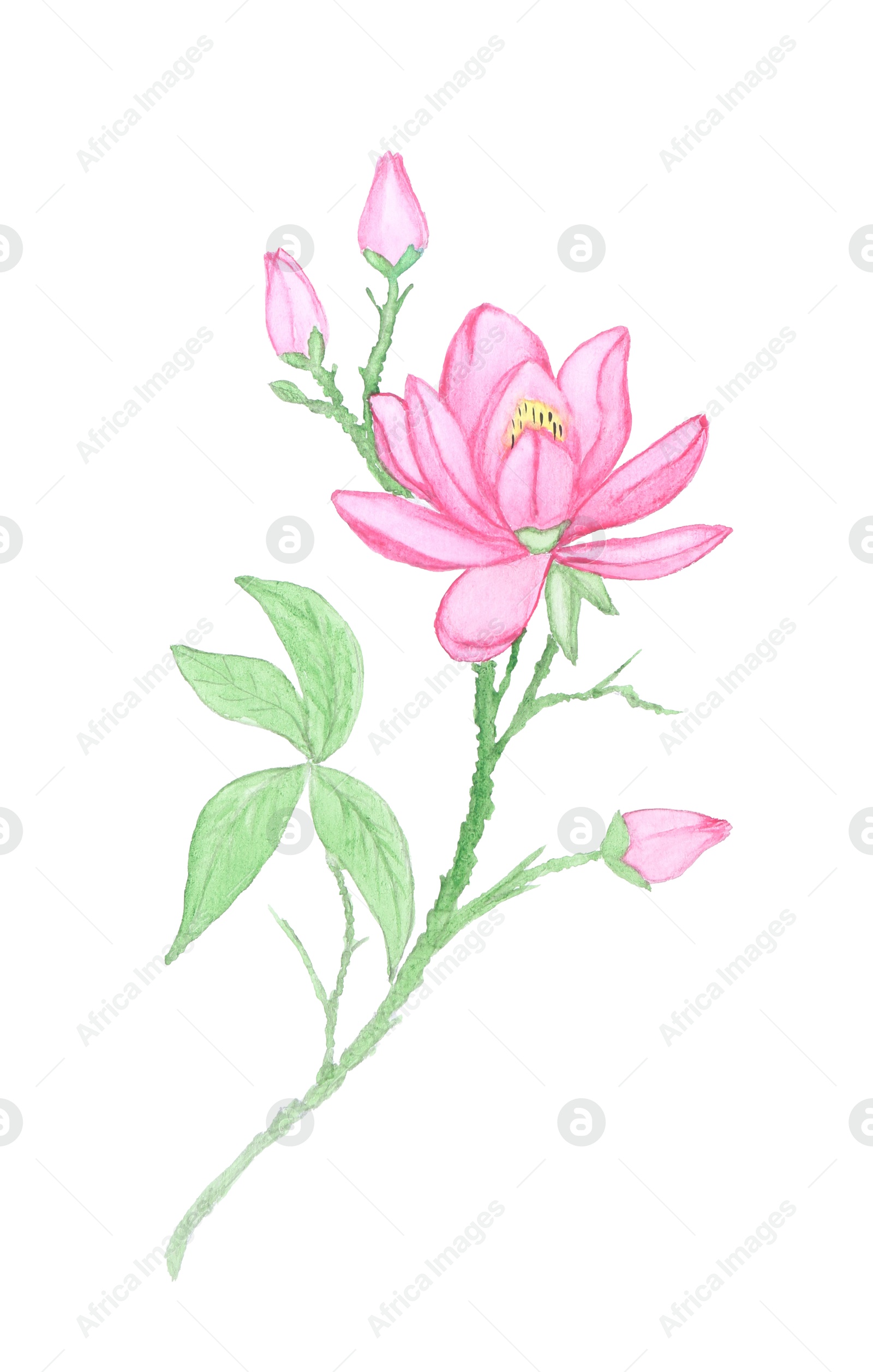 Photo of Watercolor painting of beautiful lotus flower isolated on white