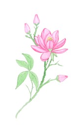 Photo of Watercolor painting of beautiful lotus flower isolated on white