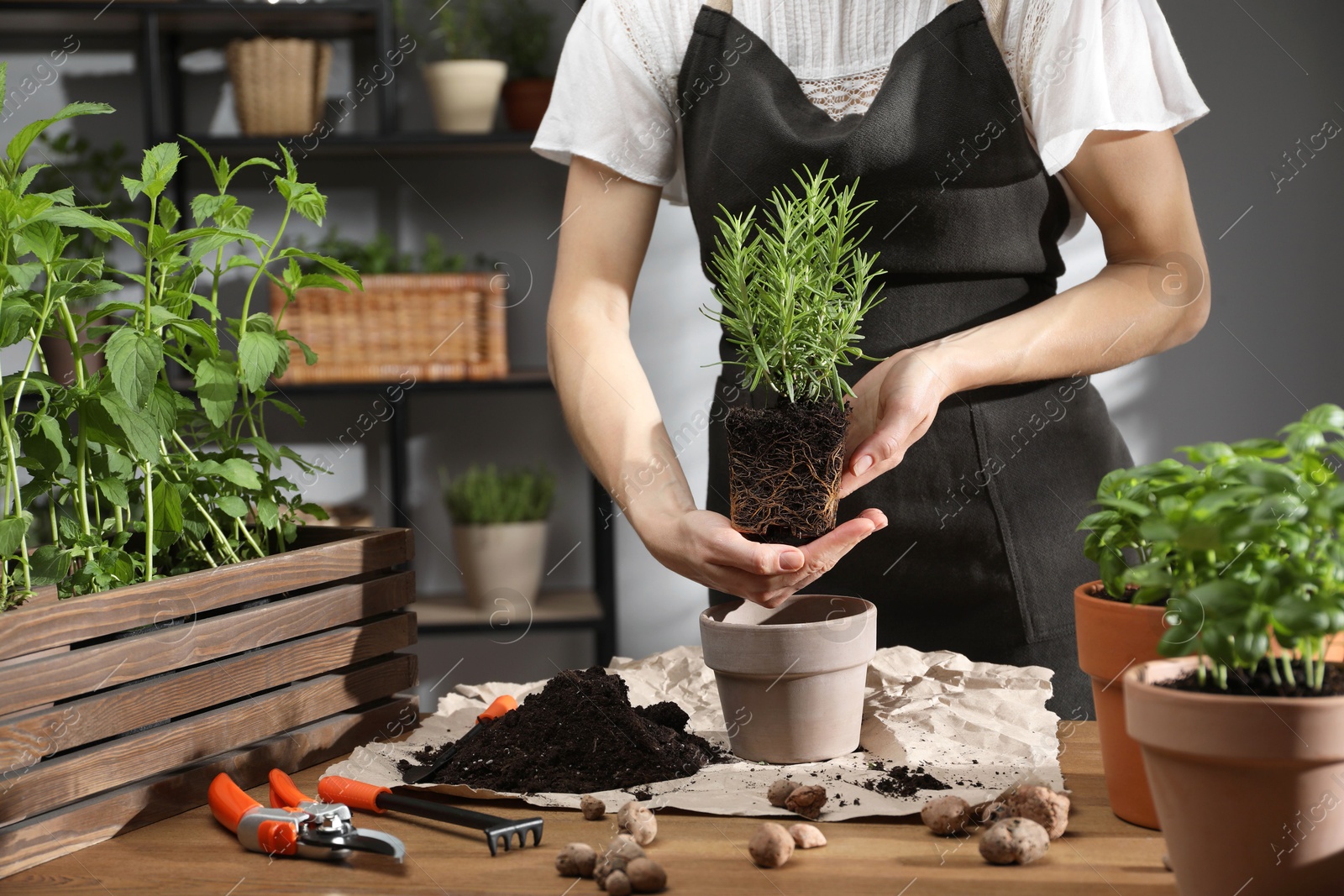 Photo of Woman transplanting rosemary into pot among other herbs at wooden table, closeup