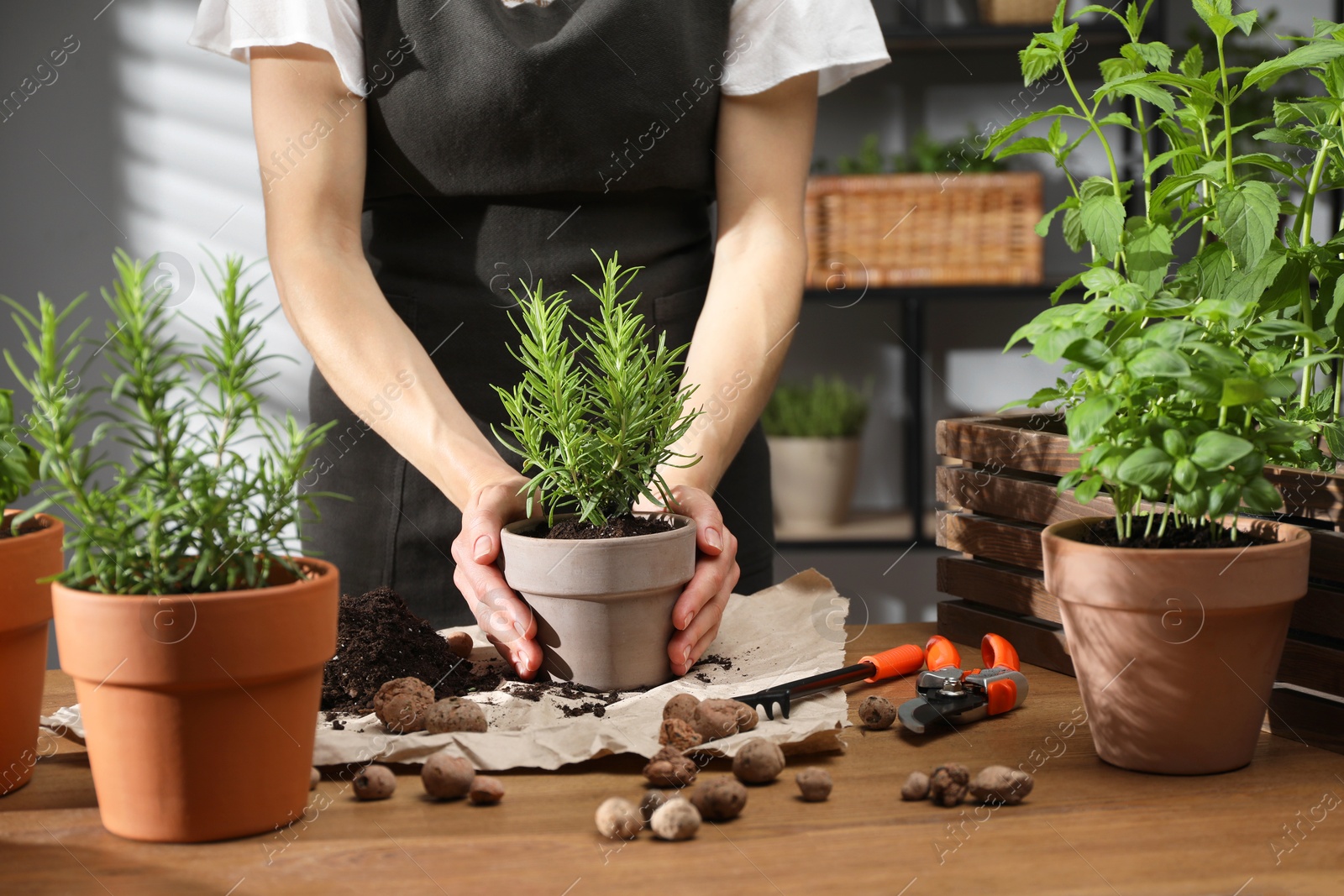 Photo of Woman with potted rosemary among others herbs at table, closeup