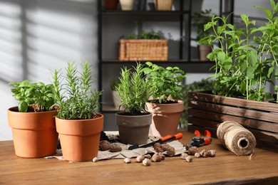 Photo of Potted herbs, clay pebbles and gardening tools on wooden table indoors