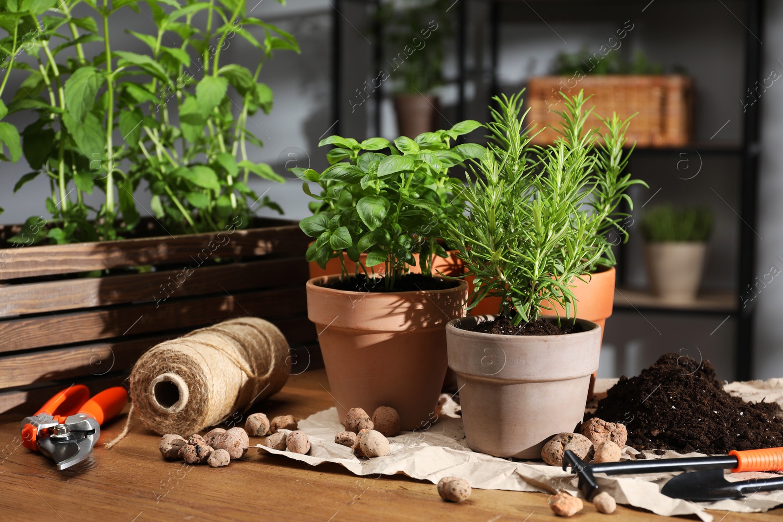 Photo of Potted herbs, clay pebbles and gardening tools on wooden table indoors, closeup