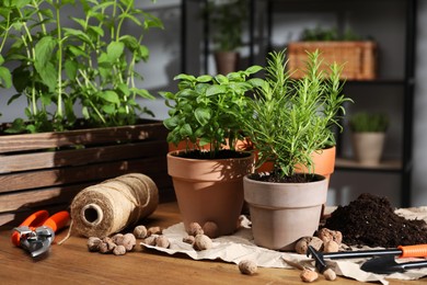 Photo of Potted herbs, clay pebbles and gardening tools on wooden table indoors, closeup