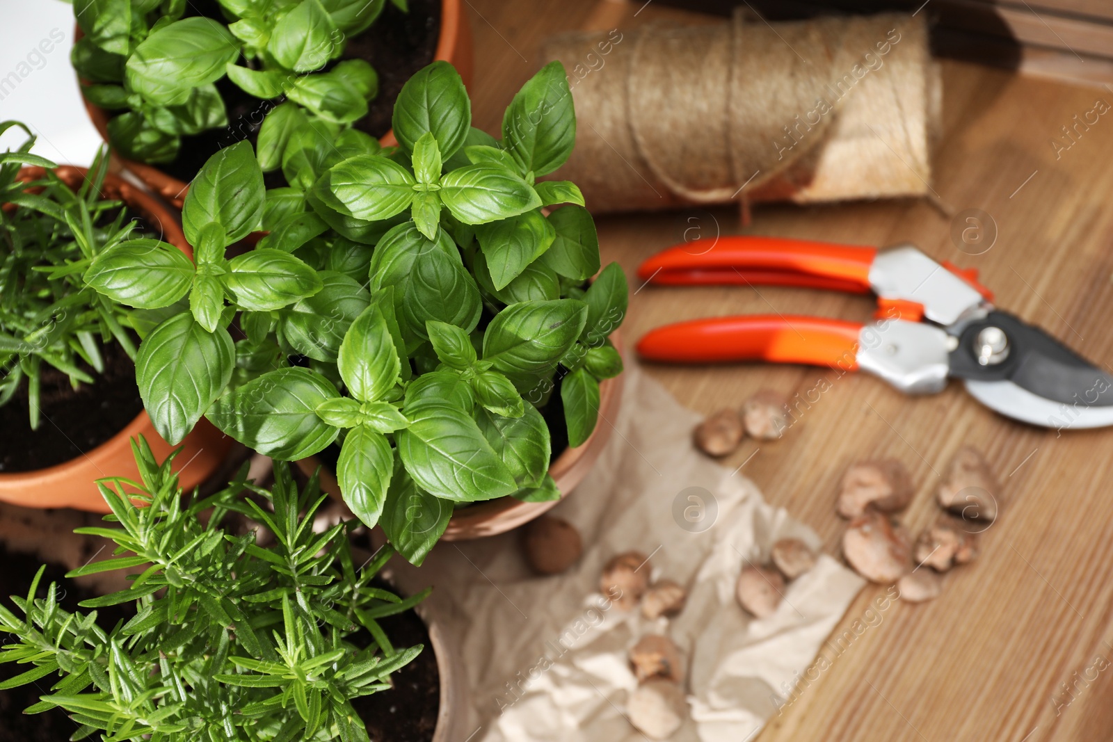 Photo of Different herbs growing in pots on wooden table, above view