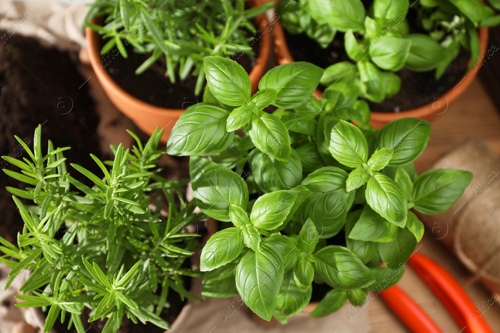 Photo of Different herbs growing in pots on table, above view