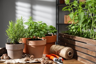 Potted herbs, clay pebbles and secateurs on wooden table indoors, closeup