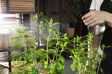 Photo of Potted herb. Woman spraying mint indoors, closeup