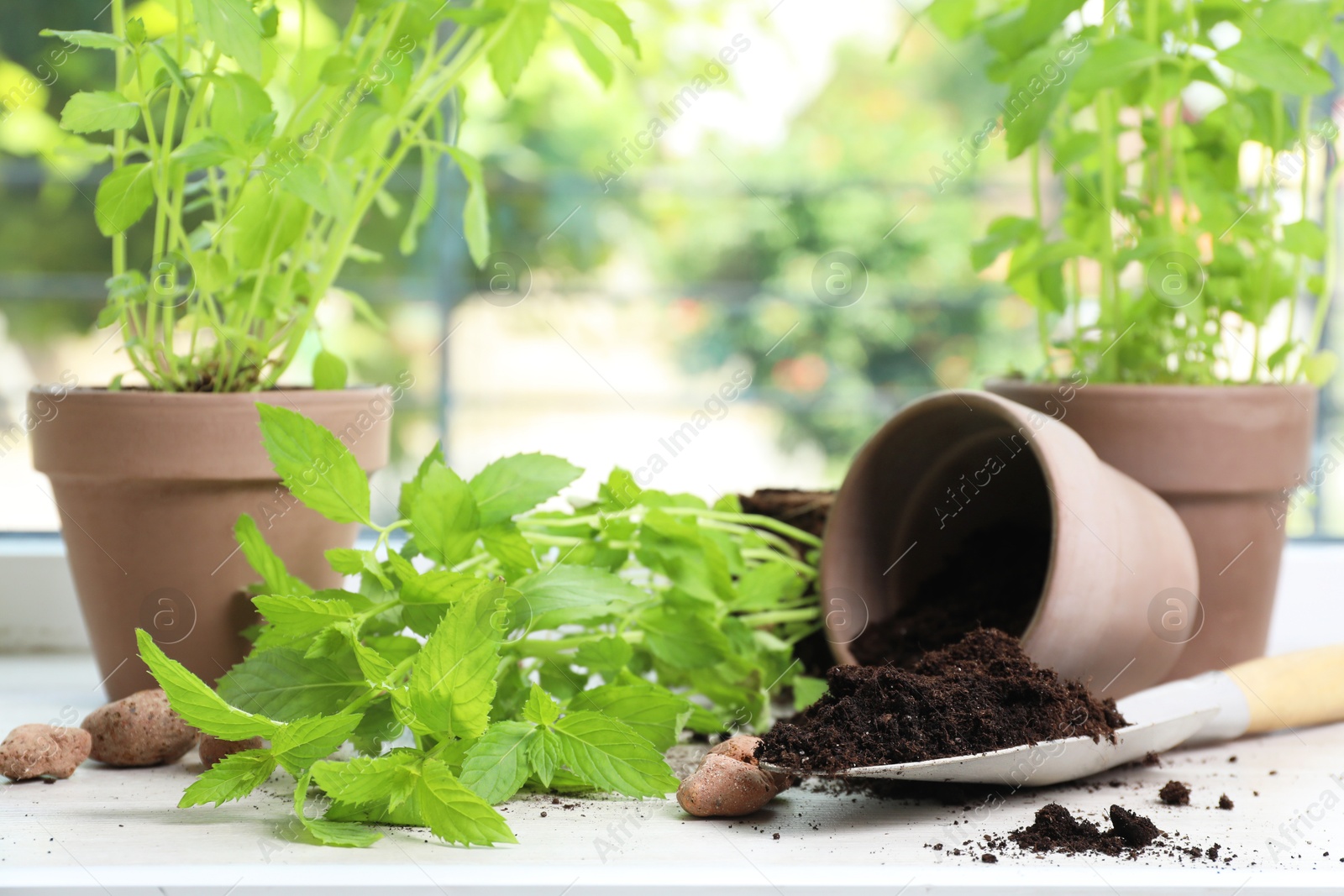 Photo of Transplanting plant. Potted herbs, clay pebbles and gardening shovel with soil on windowsill indoors