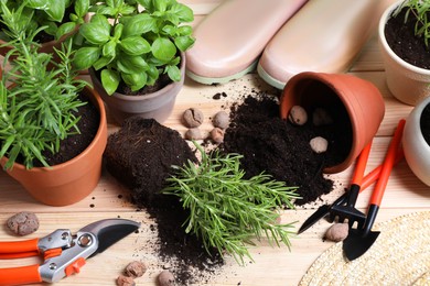 Photo of Transplanting plant. Potted herbs with soil, clay pebbles and gardening tools on wooden table