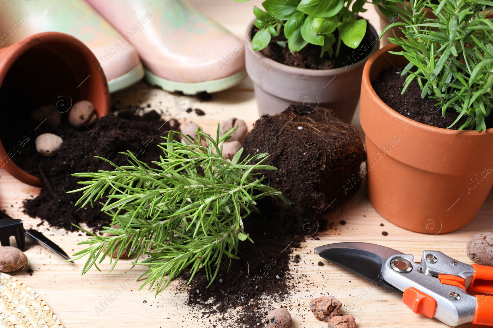 Photo of Transplanting plant. Potted herbs with soil, clay pebbles and gardening tools on wooden table