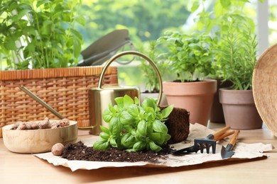 Photo of Transplanting plant. Potted herbs, clay pebbles and gardening tools with soil on wooden table indoors