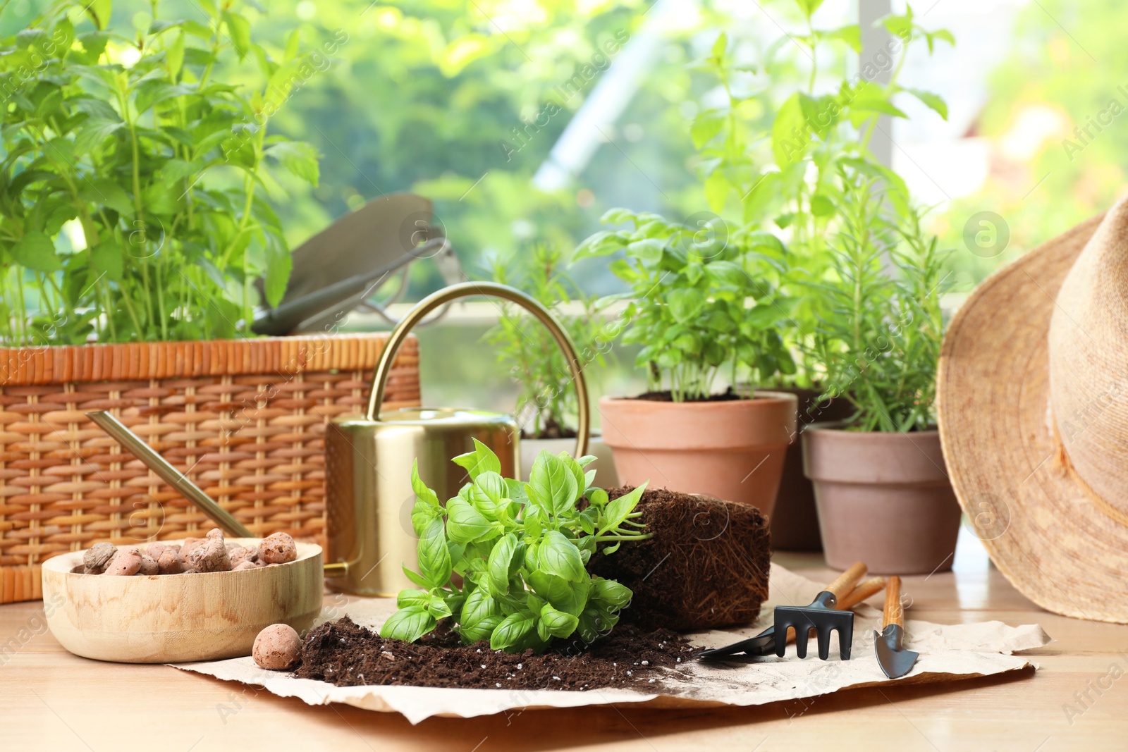 Photo of Transplanting plant. Potted herbs, clay pebbles and gardening tools with soil on wooden table indoors