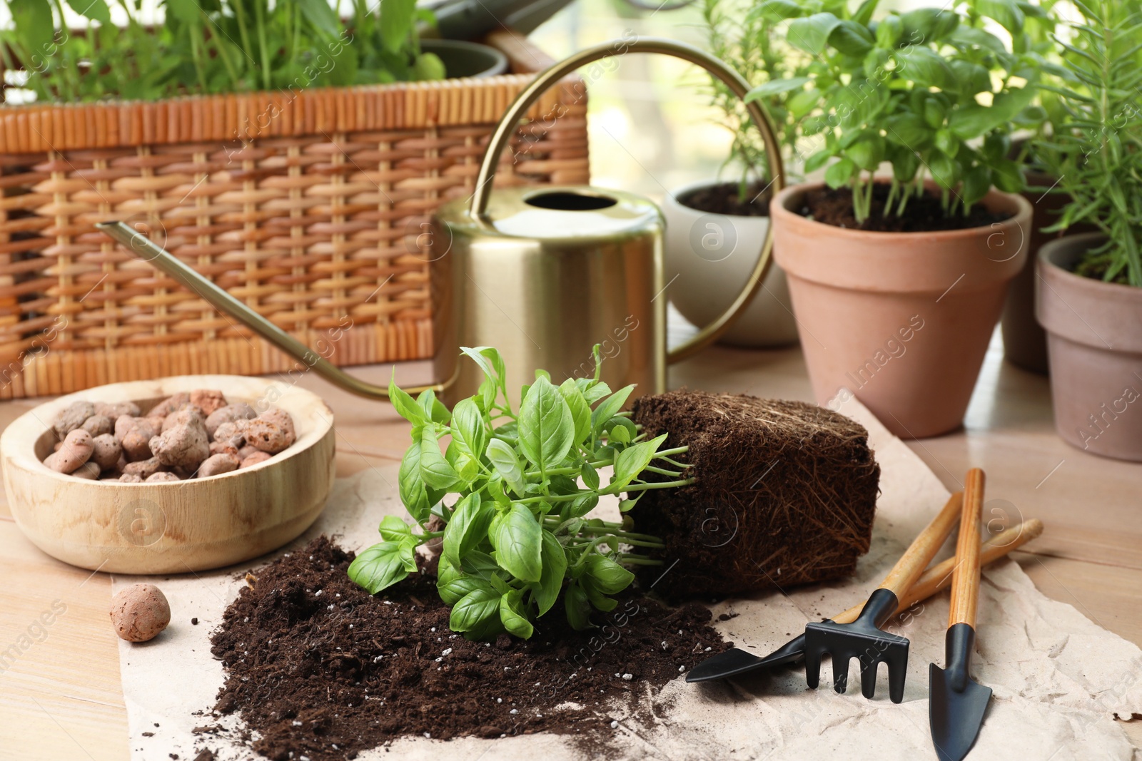 Photo of Transplanting plant. Potted herbs, clay pebbles and gardening tools with soil on wooden table indoors