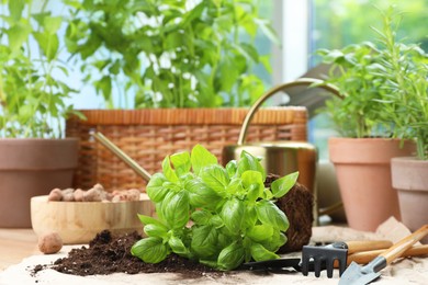 Photo of Transplanting plant. Potted herbs, clay pebbles and gardening tools with soil on table indoors